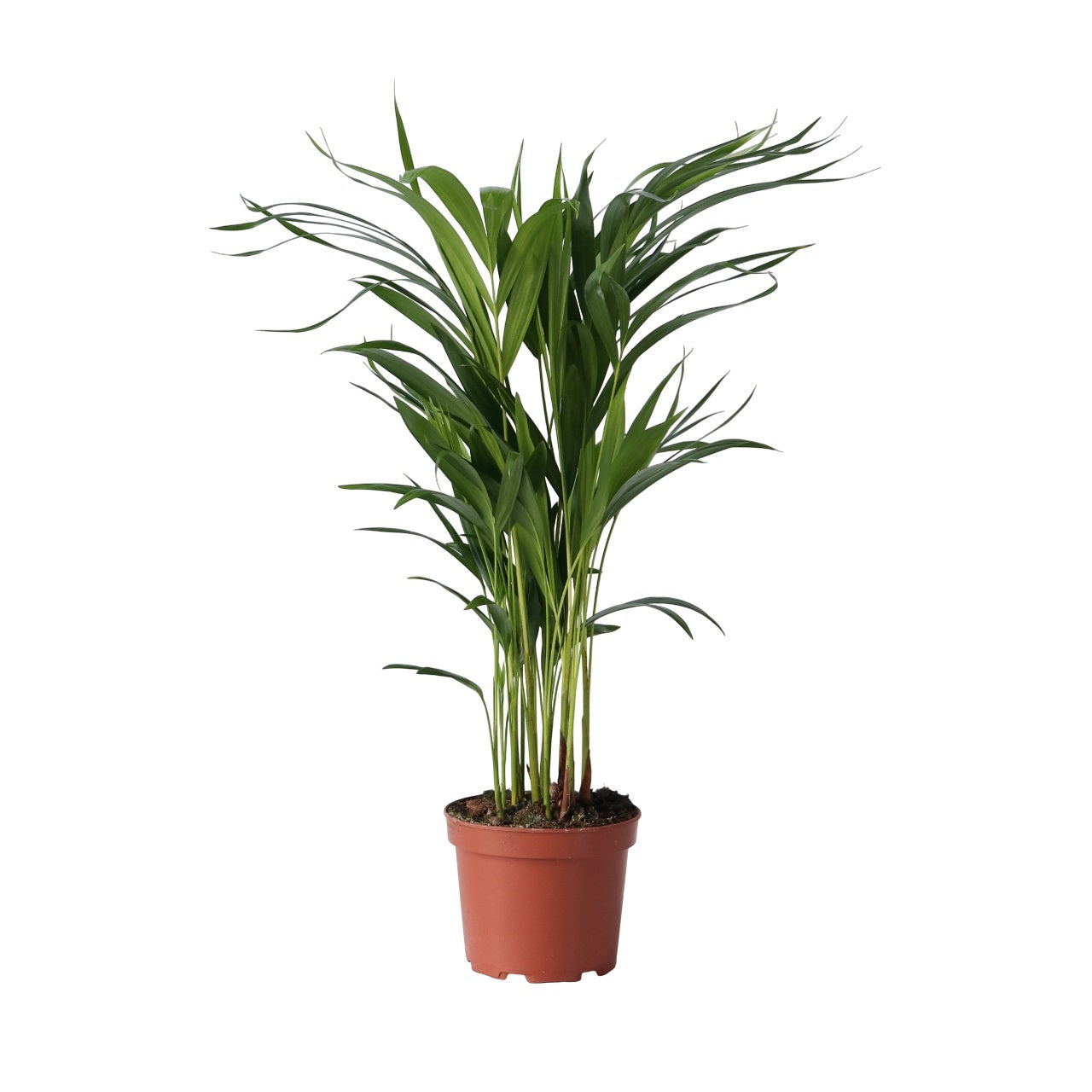 Areca palm 'Golden Cane' - Dypsis lutescens - Height 60-70cm - ⌀17cm
