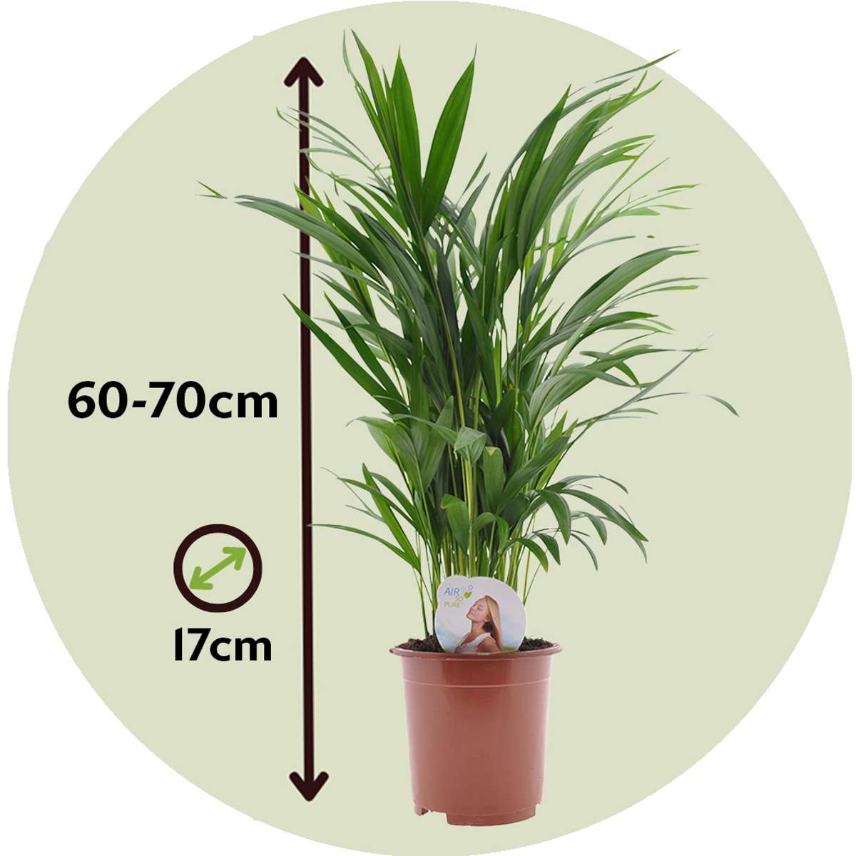 Areca palm 'Golden Cane' - 2 pcs. - Dypsis lutescens - Height 60-70cm - ⌀17cm