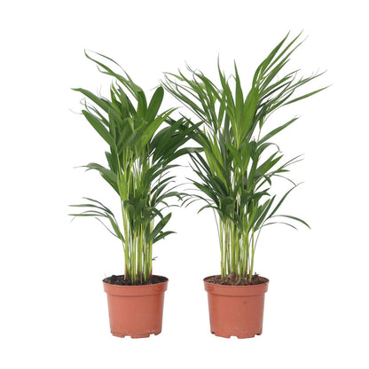 Areca palm 'Golden Cane' - 2 pcs. - Dypsis lutescens - Height 60-70cm - ⌀17cm