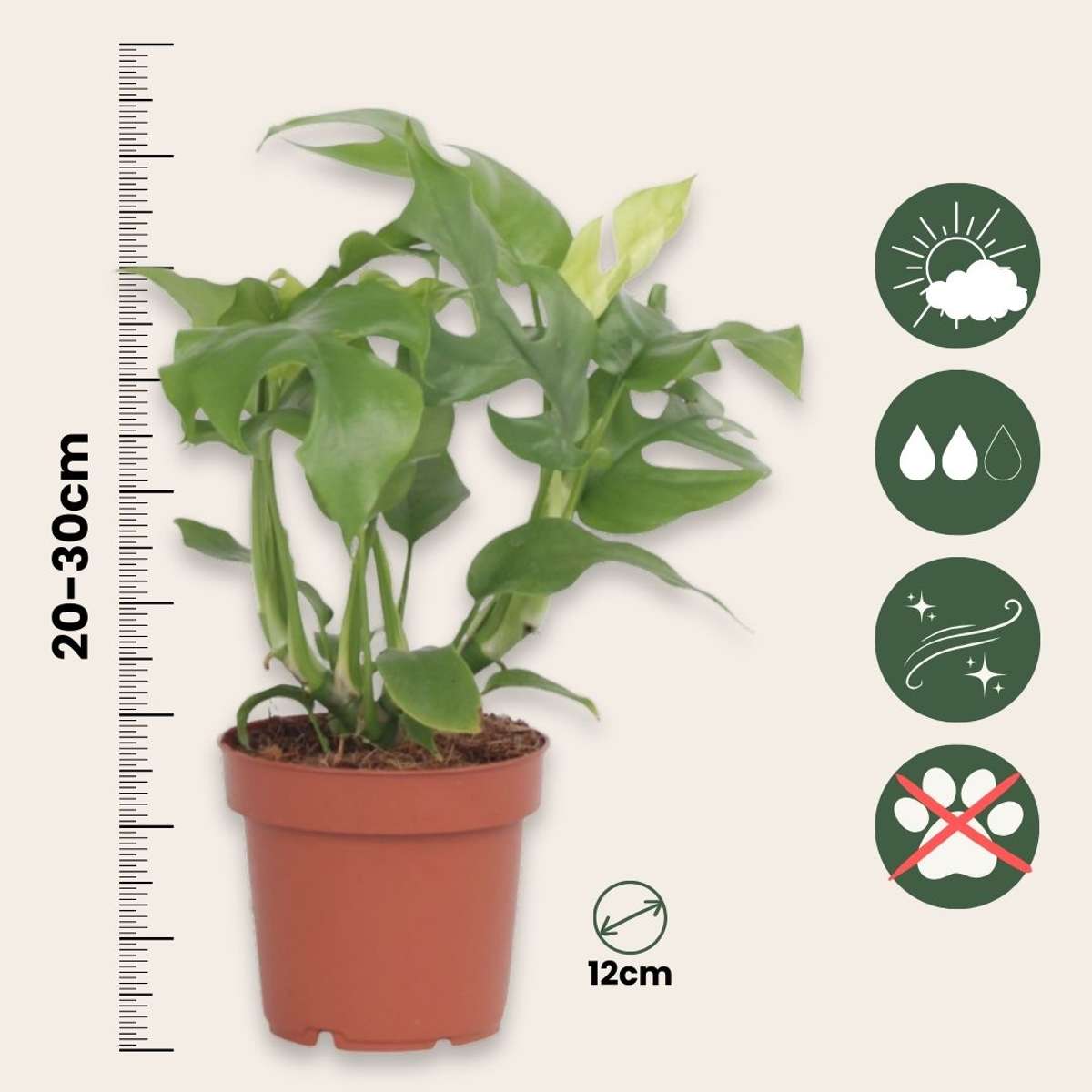 Monstera Minima - Rhaphidophora tetrasperma - Height 20-30cm - ⌀12cm