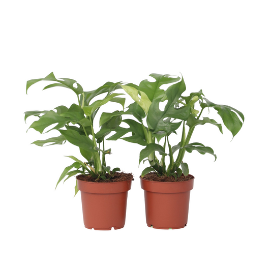 Monstera Minima - 2 pcs. - Rhaphidophora tetrasperma - Height 20-30cm - ⌀12cm