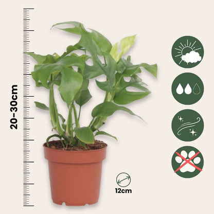 Monstera Minima - 2 pcs. - Rhaphidophora tetrasperma - Height 20-30cm - ⌀12cm