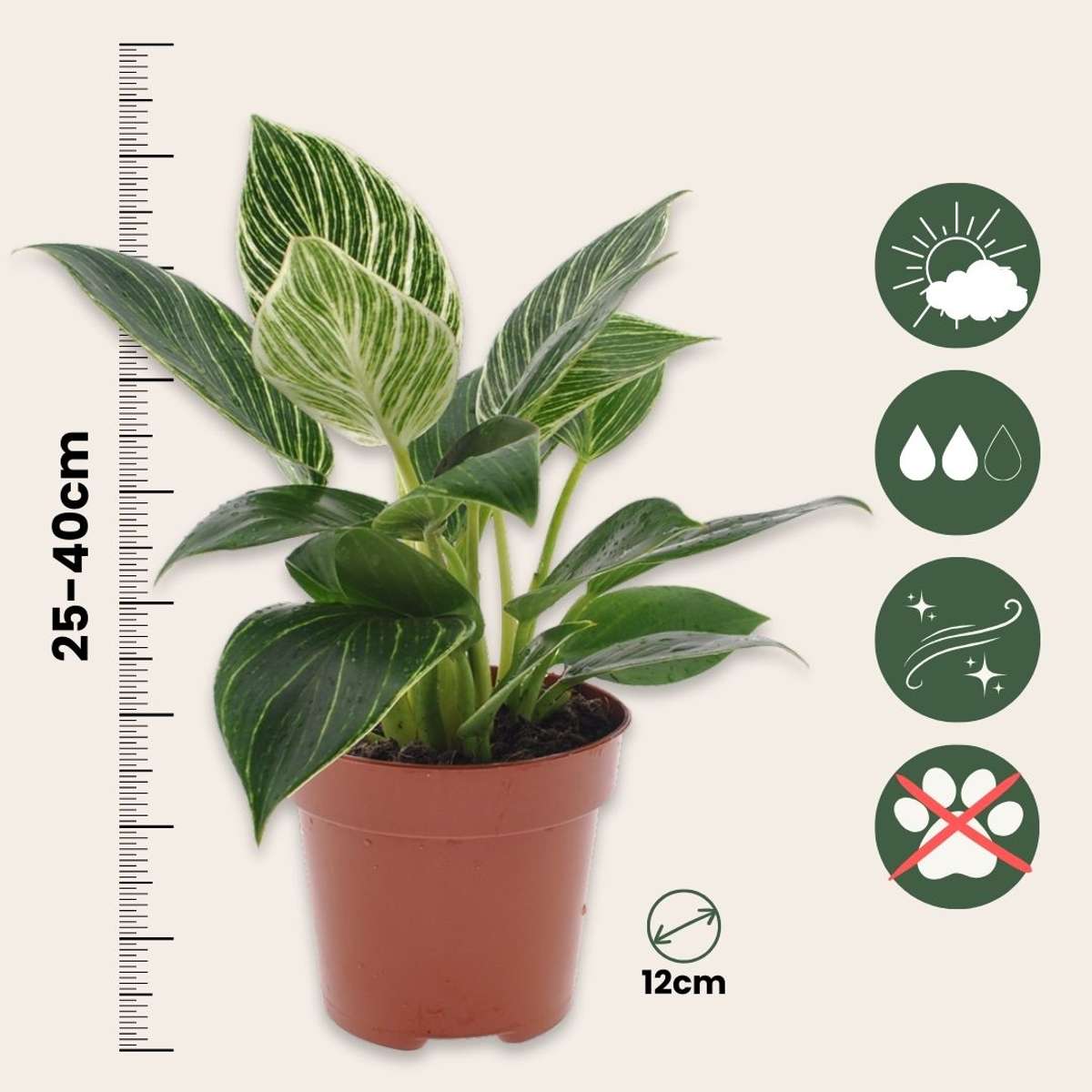 Sweetheart Plant - 2 pcs. - Philodendron 'White Wave' - Height 25-40cm - ⌀12cm