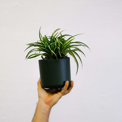 Spider plant - Chlorophytum comosum 'Atlantic' - Height 25-40cm - ⌀12cm