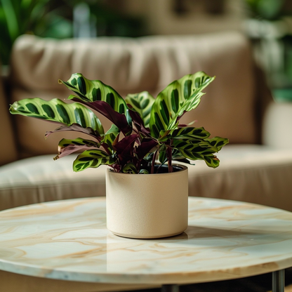 Rattlesnake plant - Goeppertia insignis - Height 30-40cm - ⌀12cm