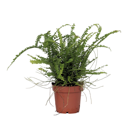 Sword fern - Nephrolepis 'Duffii' - Height 25-40cm - ⌀12cm