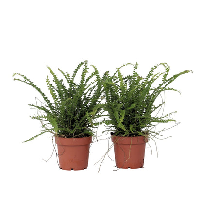 Sword fern - 2 pcs. - Nephrolepis 'Duffii' - Height 25-40cm - ⌀12cm