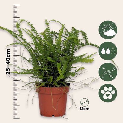 Sword fern - 2 pcs. - Nephrolepis 'Duffii' - Height 25-40cm - ⌀12cm