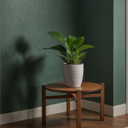Sweetheart Plant - 2 pcs. - Philodendron 'Green Princess' - H20-30cm - ⌀12cm