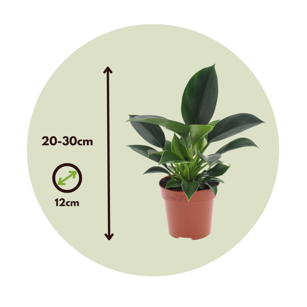 Sweetheart Plant - 2 pcs. - Philodendron 'Green Princess' - H20-30cm - ⌀12cm