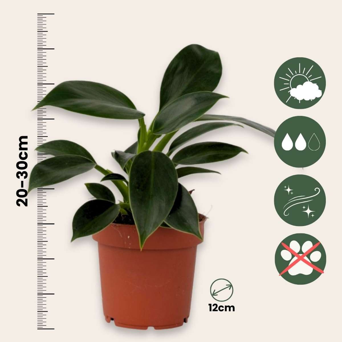 Sweetheart Plant - Philodendron 'Green Princess' - Height 20-30cm - ⌀12cm