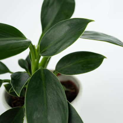 Sweetheart Plant - 2 pcs. - Philodendron 'Green Princess' - H20-30cm - ⌀12cm