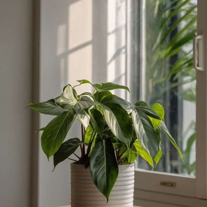 Sweetheart Plant - 2 pcs. - Philodendron 'Florida Green' - H20-30cm - ⌀12cm