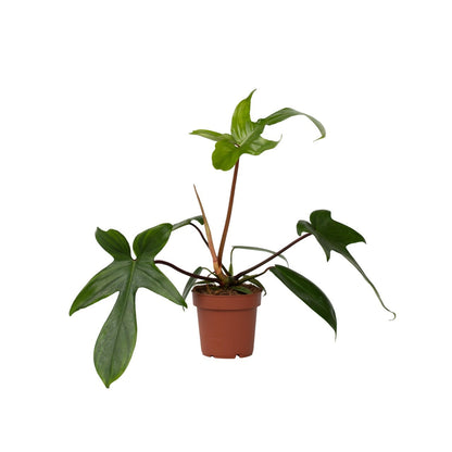 Sweetheart Plant - Philodendron 'Florida Green' - Height 20-30cm - ⌀12cm