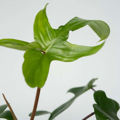 Sweetheart Plant - 2 pcs. - Philodendron 'Florida Green' - H20-30cm - ⌀12cm