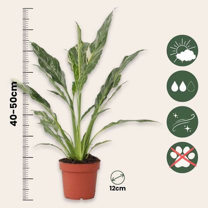 Peace lilly - Spathiphyllum 'Diamond' - Height 40-50cm - ⌀12cm