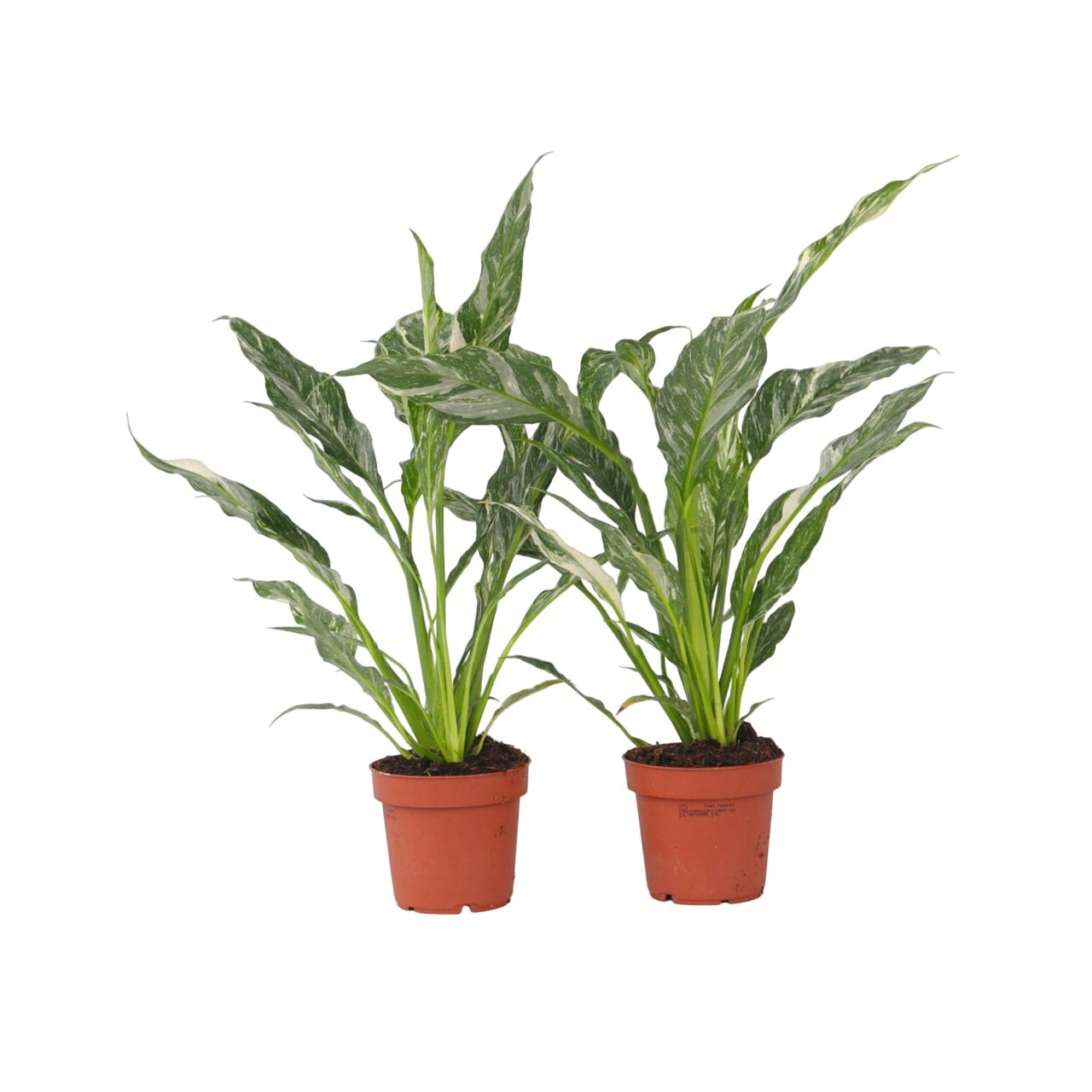 Peace lilly - 2 pcs. - Spathiphyllum 'Diamond' - Height 40-50cm - ⌀12cm