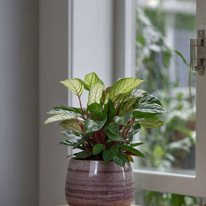 Never Never Plant - Ctenanthe 'Amagris' - Height 20-30cm - ⌀12cm