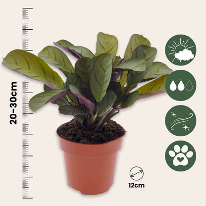 Never Never Plant - 2 pcs. - Ctenanthe 'Amagris' - Height 20-30cm - ⌀12cm