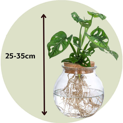 Mini Swiss Cheese Plant - Monstera 'Monkey Mask' - Height 25-35cm - ⌀20cm