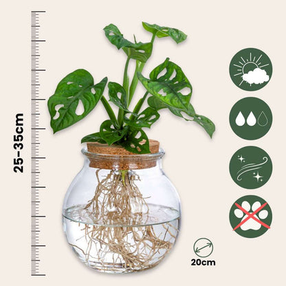Mini Swiss Cheese Plant - Monstera 'Monkey Mask' - Height 25-35cm - ⌀20cm