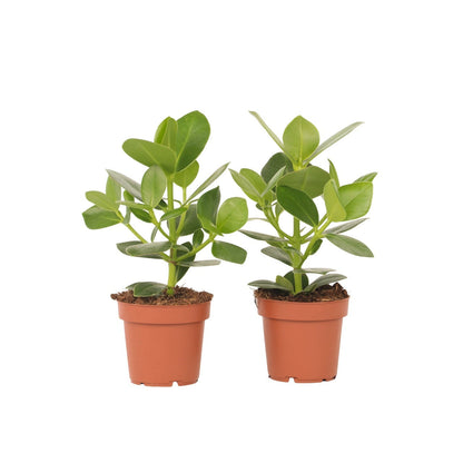 Autograph tree - 2 pcs. - Clusia rosea 'Princess' - Height 25-35cm - ⌀12cm