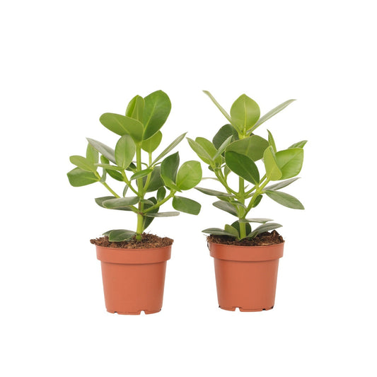 Autograph tree - 2 pcs. - Clusia rosea 'Princess' - Height 25-35cm - ⌀12cm