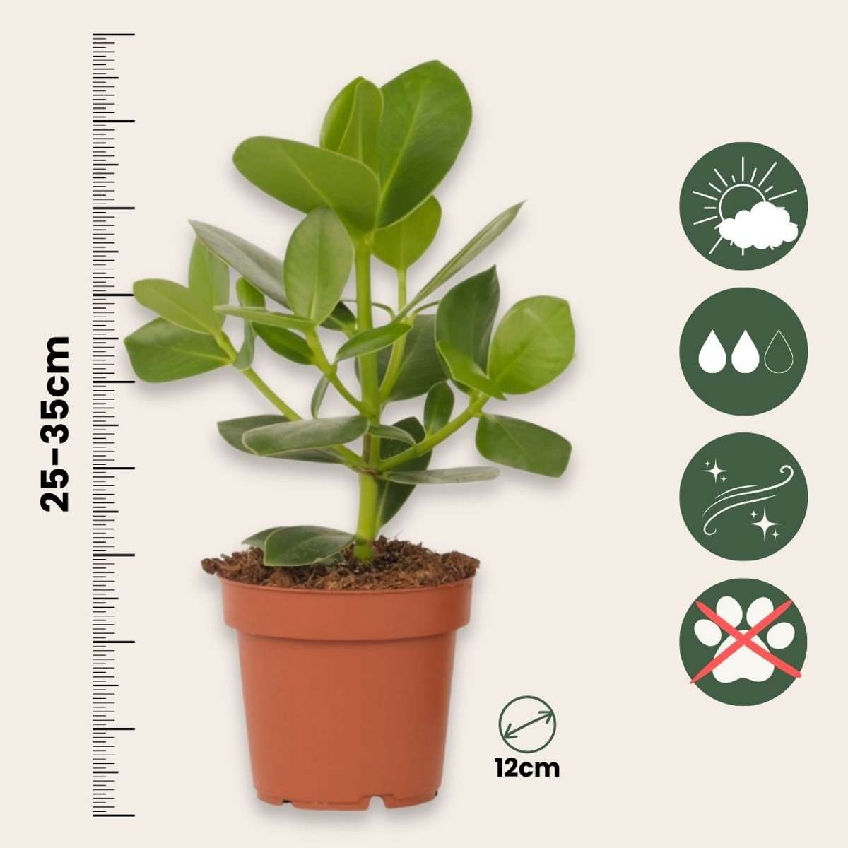 Autograph tree - 4 pcs. - Clusia rosea 'Princess' - Height 25-35cm - ⌀12cm