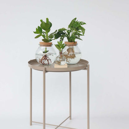 Autograph tree - Clusia rosea 'Princess' - Height 25-35cm - ⌀20cm