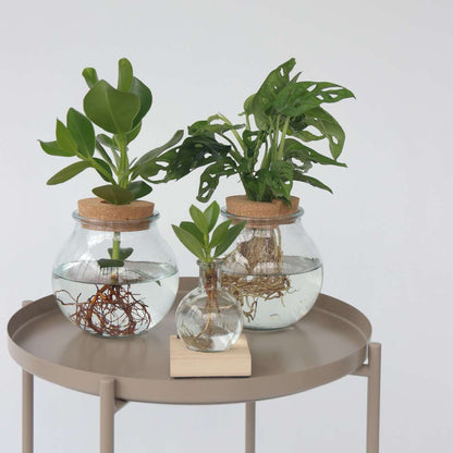 Mini Swiss Cheese Plant - Monstera 'Monkey Mask' - Height 25-35cm - ⌀20cm