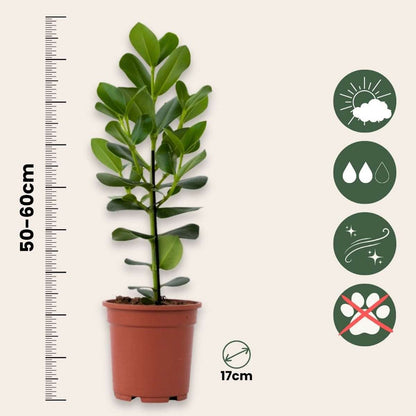 Autograph tree - Clusia rosea 'Princess' - Height 50-60cm - ⌀17cm