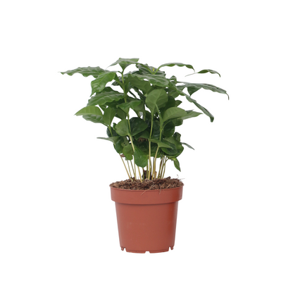 Coffee plant - Coffea arabica - Height 25-40cm - ⌀12cm
