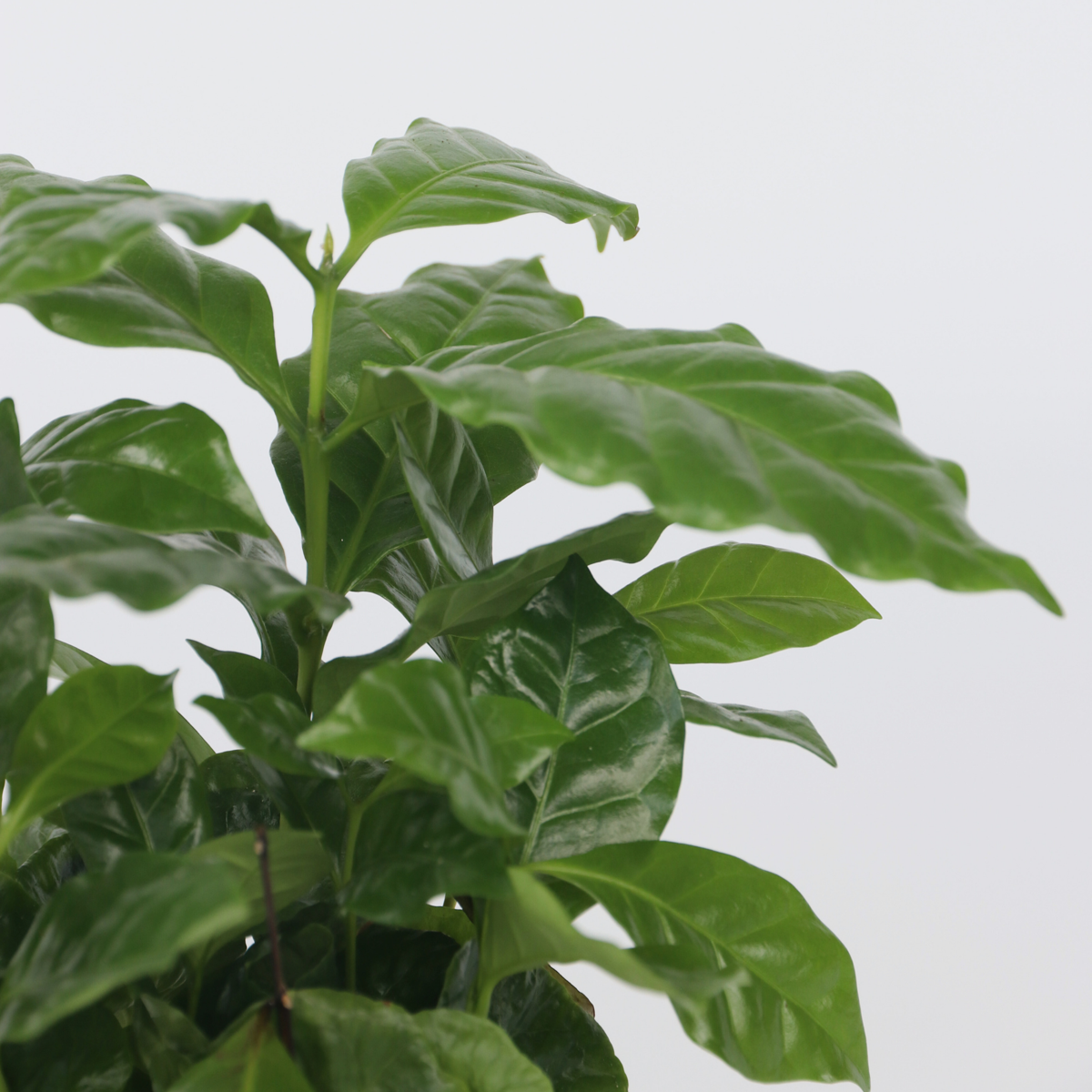 Coffee plant - 4 pcs. - Coffea arabica - Height 25-40cm - ⌀12cm