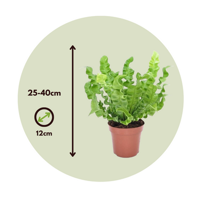 Bird's nest fern - 2 pcs. - Asplenium nidus 'Crispy Wave' - H25-40cm - ⌀12cm
