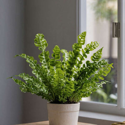 Bird's nest fern - 2 pcs. - Asplenium nidus 'Crispy Wave' - H25-40cm - ⌀12cm