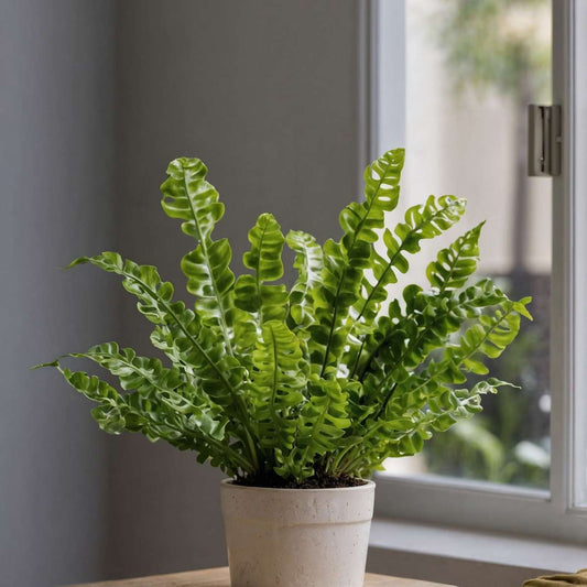 Bird's nest fern - 2 pcs. - Asplenium nidus 'Crispy Wave' - H25-40cm - ⌀12cm
