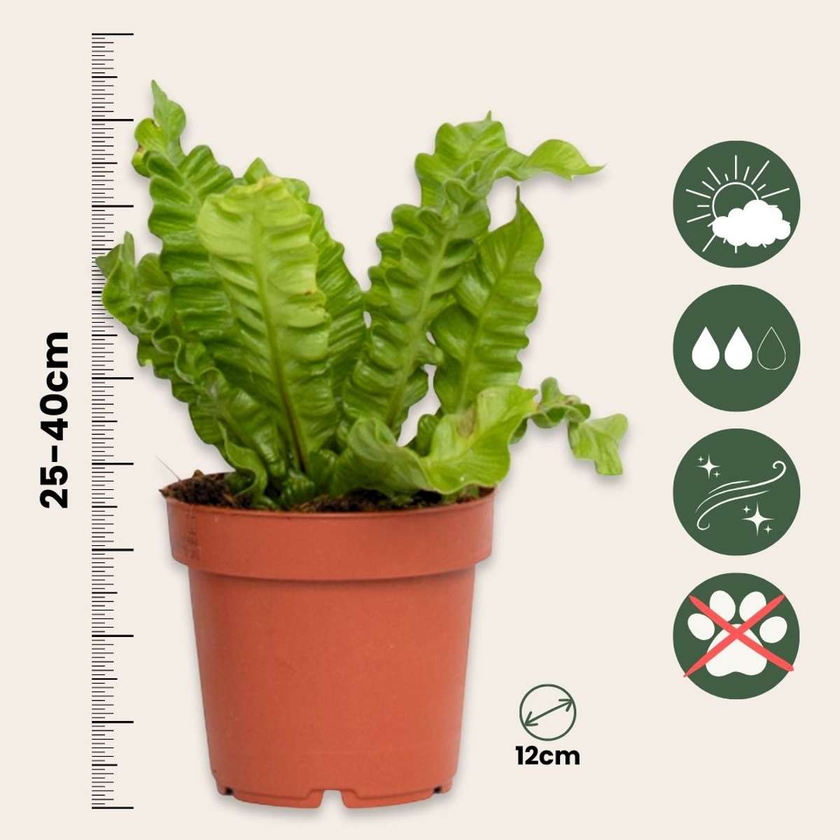 Bird's nest fern - 2 pcs. - Asplenium nidus 'Crispy Wave' - H25-40cm - ⌀12cm