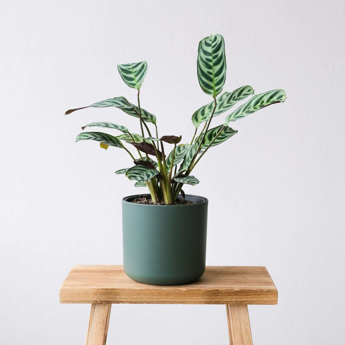 Never Never Plant - 2 pcs. - Ctenanthe 'burle-marxii' - Height 25-40cm - ⌀12cm