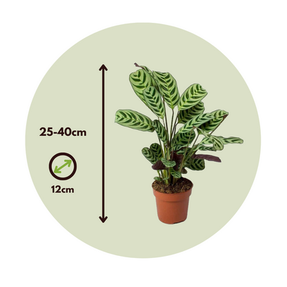 Never Never Plant - 4 pcs. - Ctenanthe 'burle-marxii' - Height 25-40cm - ⌀12cm