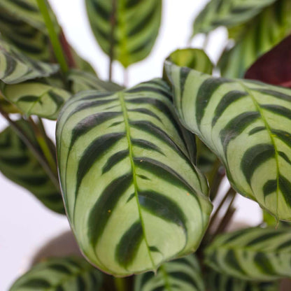 Never Never Plant - 2 pcs. - Ctenanthe 'burle-marxii' - Height 25-40cm - ⌀12cm