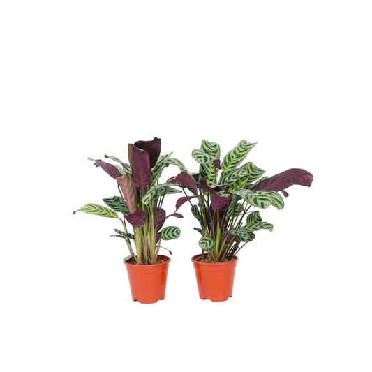 Never Never Plant - 4 pcs. - Ctenanthe 'burle-marxii' - Height 25-40cm - ⌀12cm