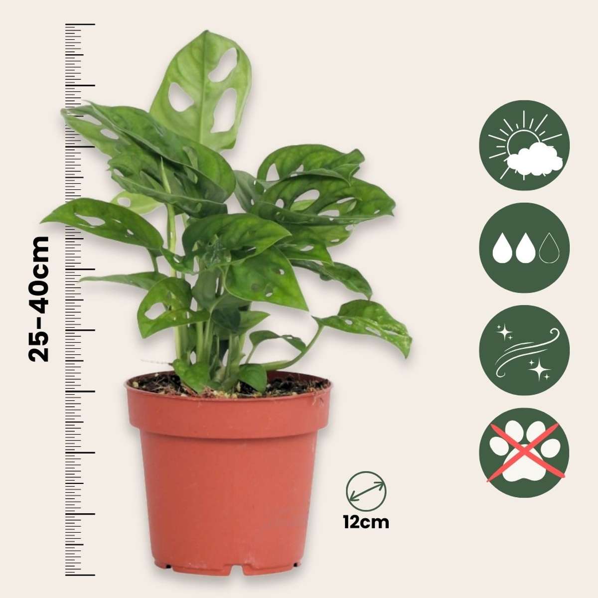 Mini Swiss Cheese Plant - 2 pcs. - Monstera 'Monkey Mask' - H25-30cm - ⌀12cm