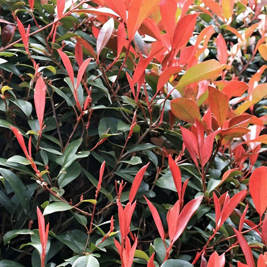 Christmas berry - 4 pcs. - Photinia fraseri 'Red Robin' - Height 30-40cm - ⌀17cm