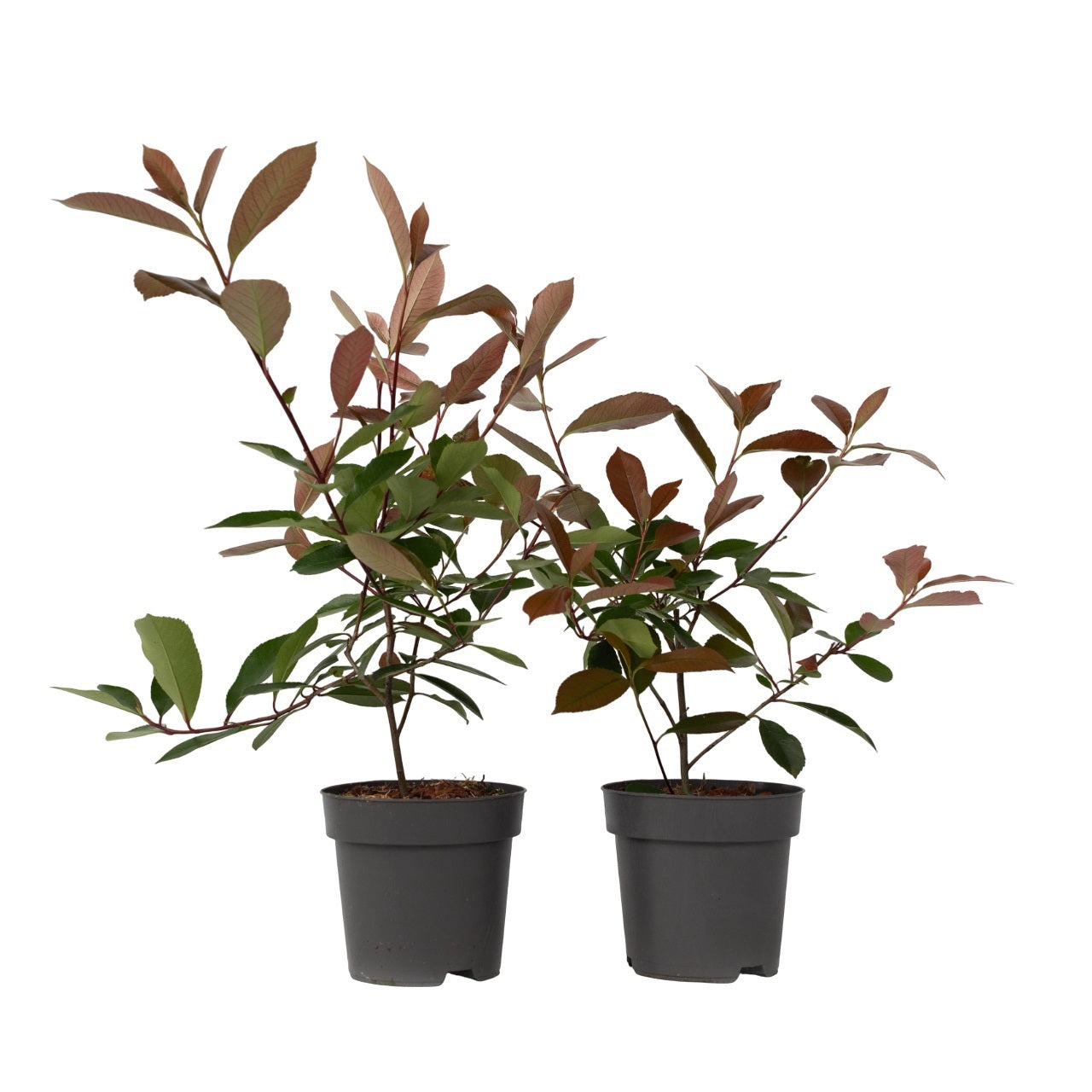 Christmas berry - 2 pcs. - Photinia fraseri 'Red Robin' - Height 30-40cm - ⌀17cm