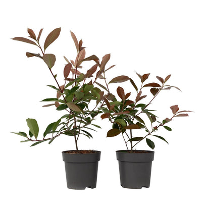 Christmas berry - 2 pcs. - Photinia fraseri 'Red Robin' - Height 30-40cm - ⌀17cm