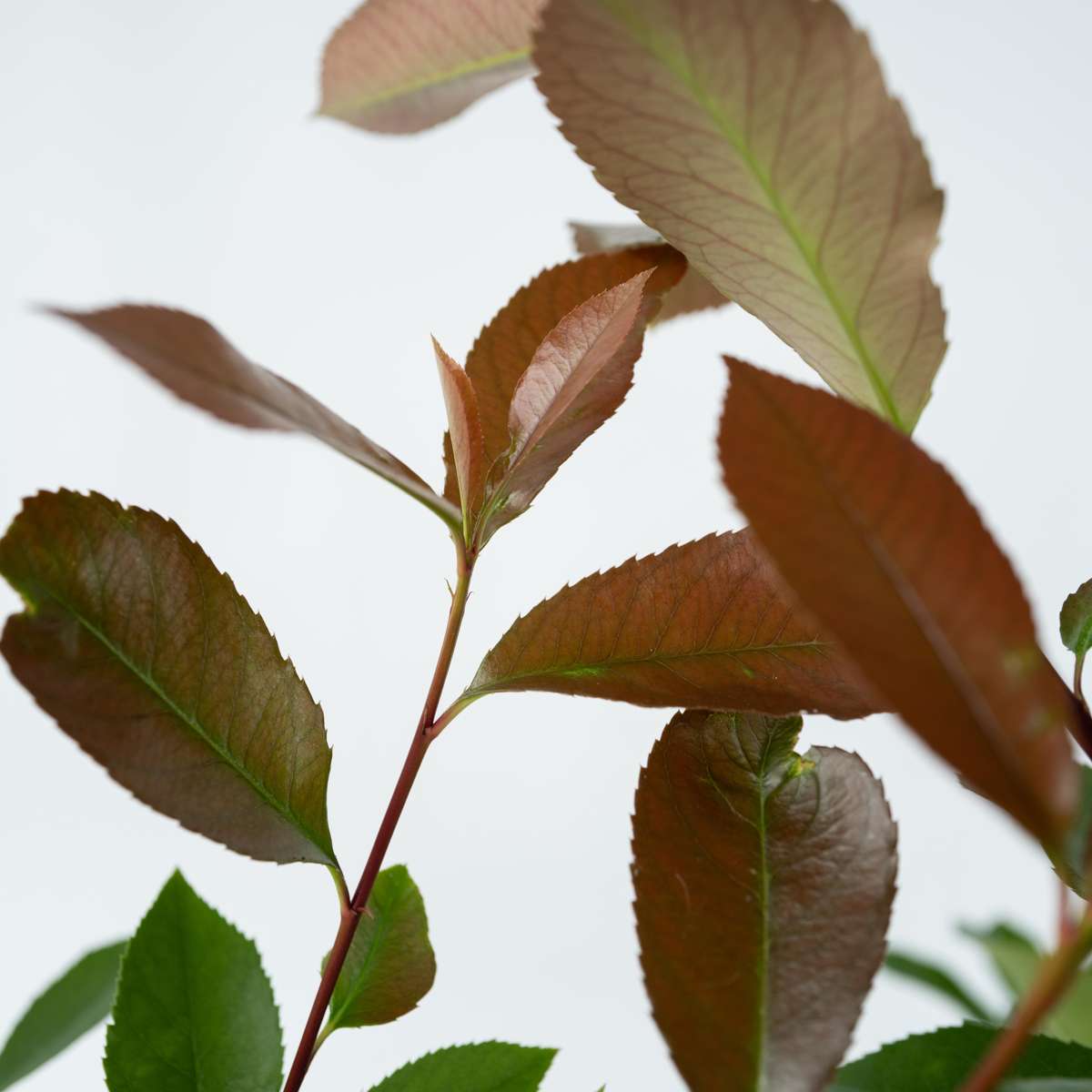 Christmas berry - 4 pcs. - Photinia fraseri 'Red Robin' - Height 30-40cm - ⌀17cm