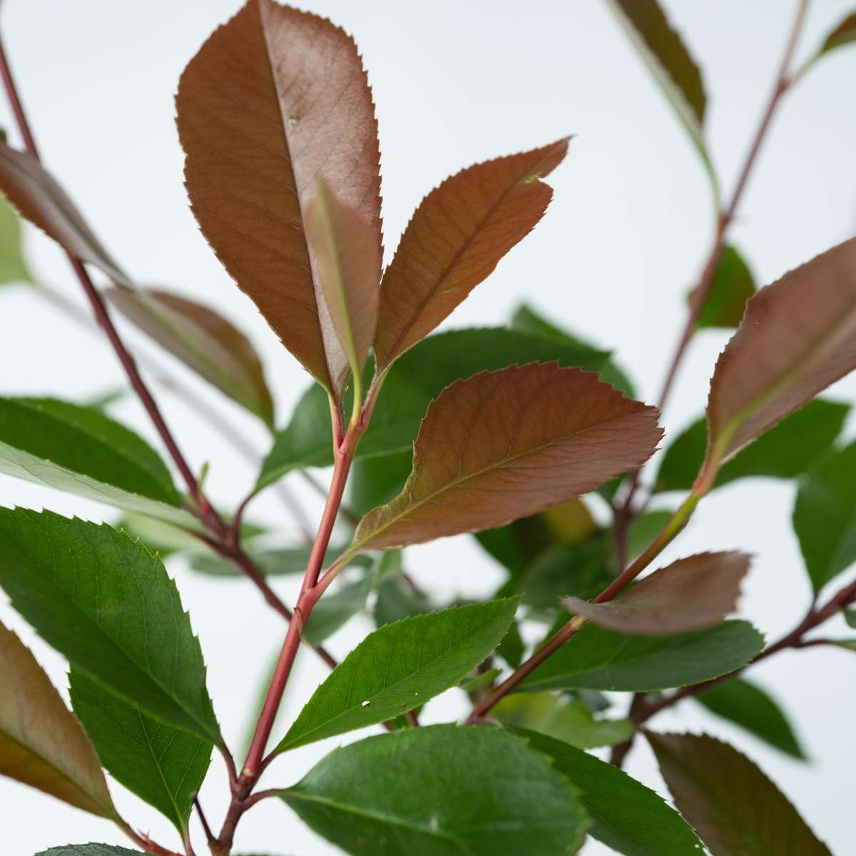 Christmas berry - 4 pcs. - Photinia fraseri 'Red Robin' - Height 30-40cm - ⌀17cm