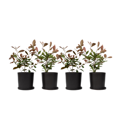Christmas berry - 4 pcs. - Photinia fraseri 'Red Robin' - Height 30-40cm - ⌀17cm