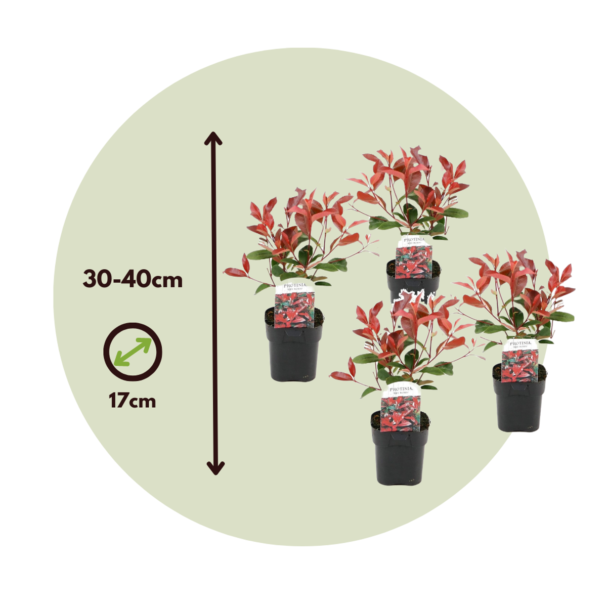 Christmas berry - 4 pcs. - Photinia fraseri 'Red Robin' - Height 30-40cm - ⌀17cm