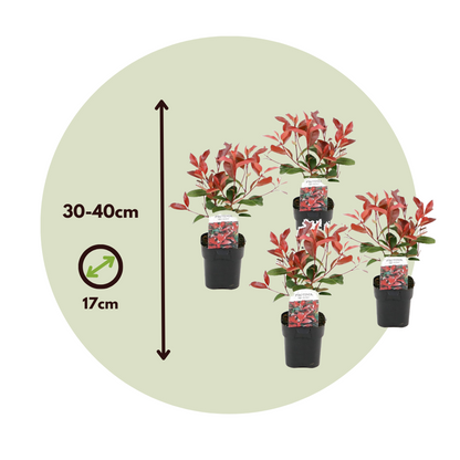 Christmas berry - 4 pcs. - Photinia fraseri 'Red Robin' - Height 30-40cm - ⌀17cm